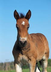 Fototapeta premium Foal portrait against the background of the blue sky