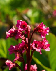 Background with beautiful wild flowers outside in the park at spring