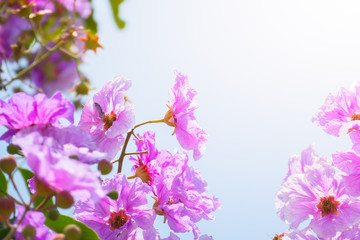 The background image of the colorful flowers