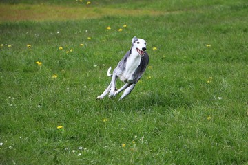 windhund hat spaß im garten
