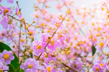 The background image of the colorful flowers