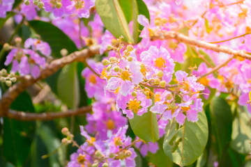 The background image of the colorful flowers