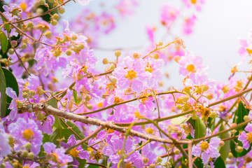 The background image of the colorful flowers