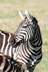 Fototapeta na wymiar Zebraportrait im sonnigen Tansania