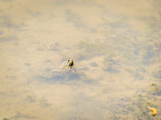 Frogs photographed in their natural environment