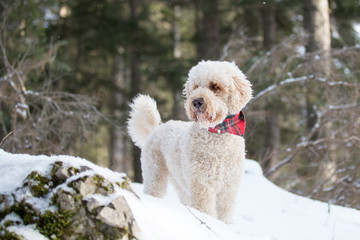 Labradoodle im Schnee