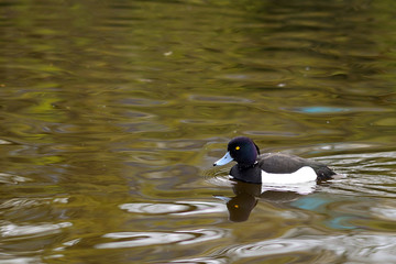 Tufted duck, Dublin, Ireland