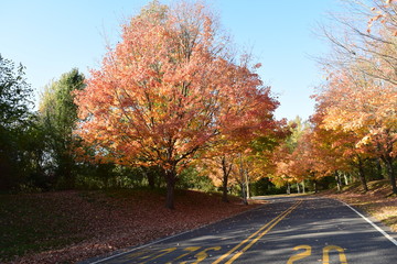 Obraz premium Autumn colors 