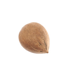 Single pecan nut isolated