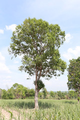 Tropical trees in the countryside on blue sky background.