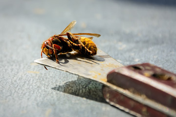Beekeeper killed hornets who ate bees. Bee killer hornet . Apiculture.