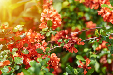 bright and vivid red flowers in the rays of the sun, template for greeting cards