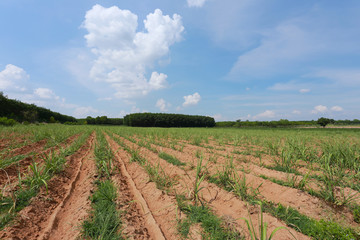 Fototapeta na wymiar Agricultural land is growing sugar cane.