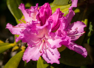 Rhododendron