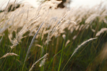 Fototapeta premium Grass and sunlight in the evening of vintage color style.