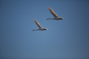Fototapeta na wymiar Two whooper swans flying in a group in the blue sky