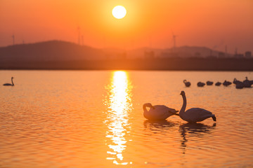 A pair of whooper swans resting and playing in the swan lake before sunset