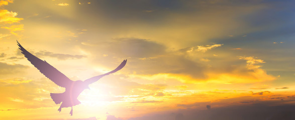 Obraz premium Zachód słońca z latającym ptakiem.