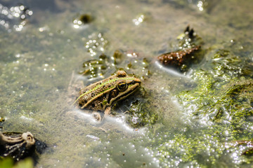 Frogs photographed in their natural environment