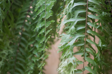 Hanging Green Plant Pot From Roof