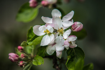 Blooming trees in the spring.