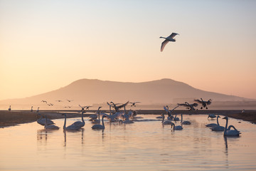 Flock of whooper swans resting and playing in the wetland