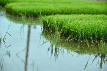 水田の田植えの苗