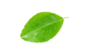 Fototapeta na wymiar Lemon leaf isolated on white background.