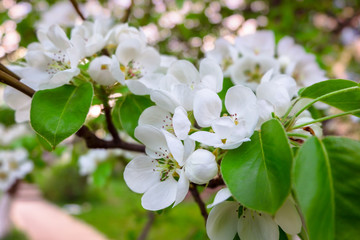 Branch of a pear tree with flowers. Spring white flowers.