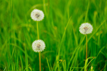 Pusteblume auf Wiese