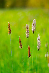 Blühende Gräser auf grüner Wiese