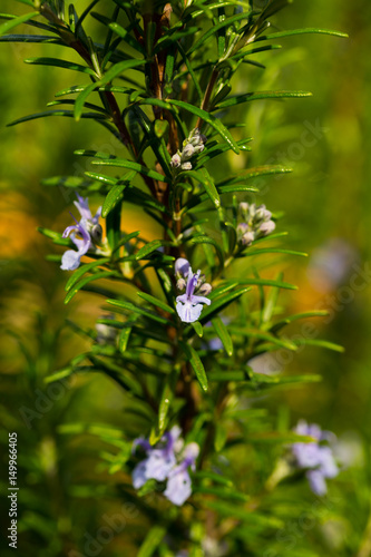 Bluhender Rosmarin Im Garten Stock Photo And Royalty Free Images