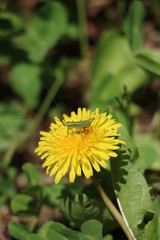 タンポポとバッタの幼虫