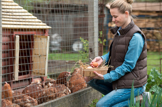Pretty woman farmer gathering fresh eggs into basket at hen farm in countryside