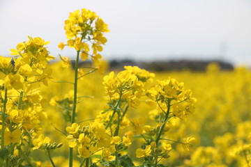 Obraz premium 菜の花
