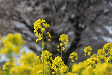 菜の花