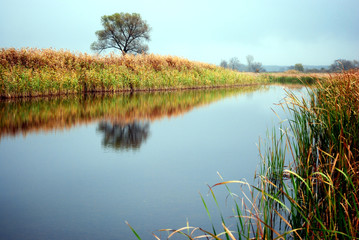 Reflection of tree in the river, the reeds on the banks, misty early morning, autumn in Ukraine