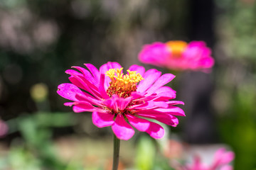 Obraz premium Fresh flowers background outdoors in the park of Bali island, Indonesia. Nature floral background.