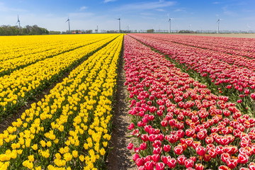 Field of red and yellow tulips in Flevoland