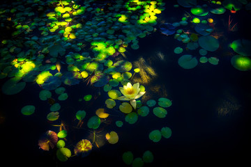 Fototapeta na wymiar A Lily Pond with Flowering Lily