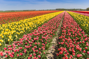 Colorful field of tulips in Noordoostpolder