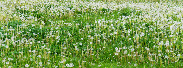 Pusteblumen-Panorama