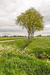 Three trees beside a long country road