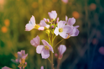 White wildflowers in green grass, vintage look