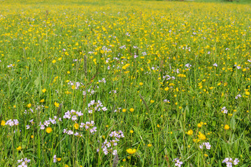 White and yellow wildflowers in green grass