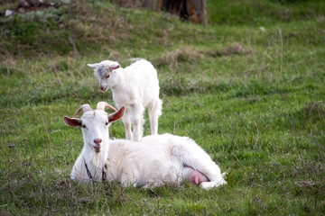 goat with the kid lie on green grass