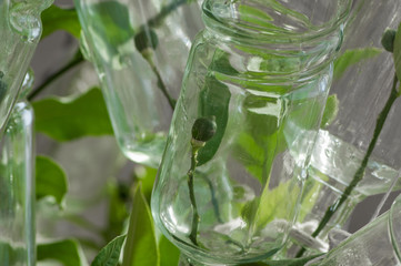cultivation of lemons in greenhouse conditions inside the bottle. close up