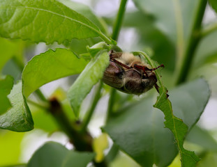 Cockchafer (Melolontha melolontha)