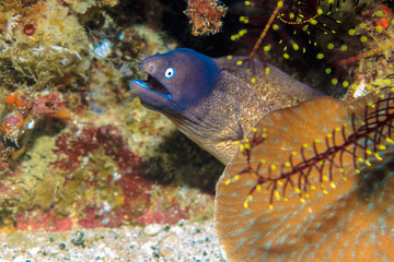 Little Moray eel on a coral reef. The Island Of Mindoro. Philippines.