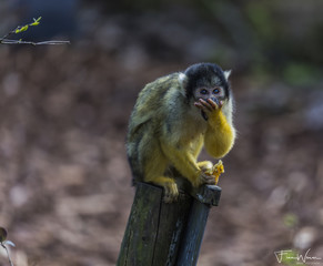 Squirrel Monkey